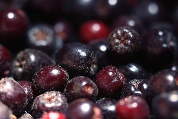 texture  berries chokeberry