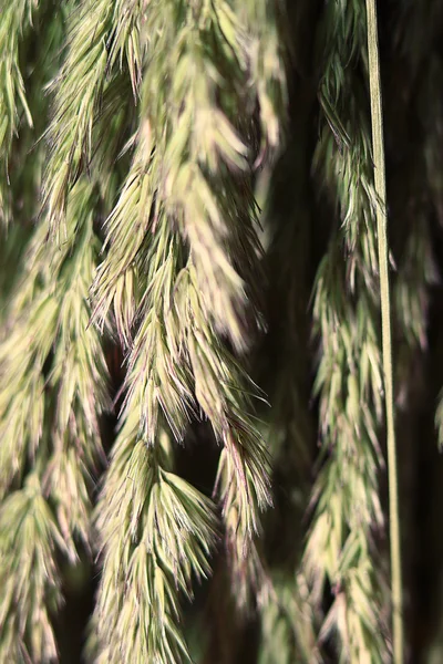 Green autumn grass — Stock Photo, Image