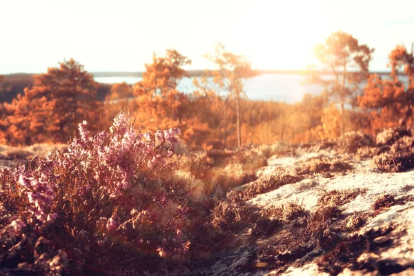 Fantastic summer sunset — Stock Photo, Image