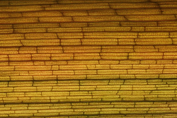 Textura de tijolo fibra vegetal — Fotografia de Stock