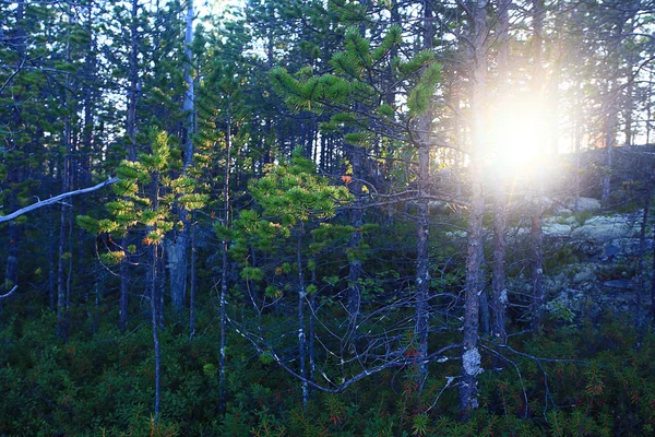 Arbres de fond dans la forêt — Photo