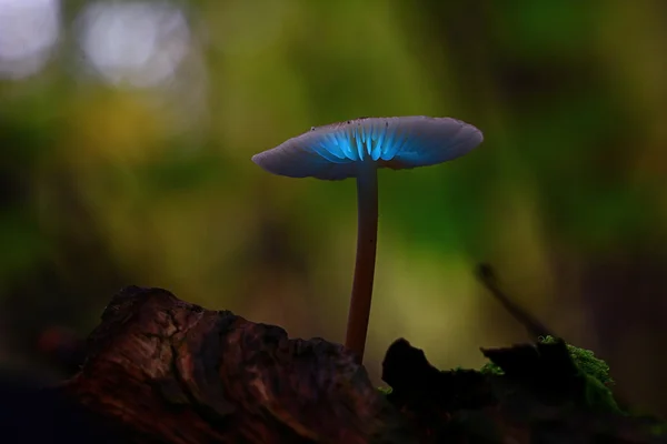Малый ядовитый гриб — стоковое фото