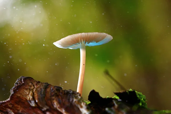 Kleiner giftiger Pilz — Stockfoto