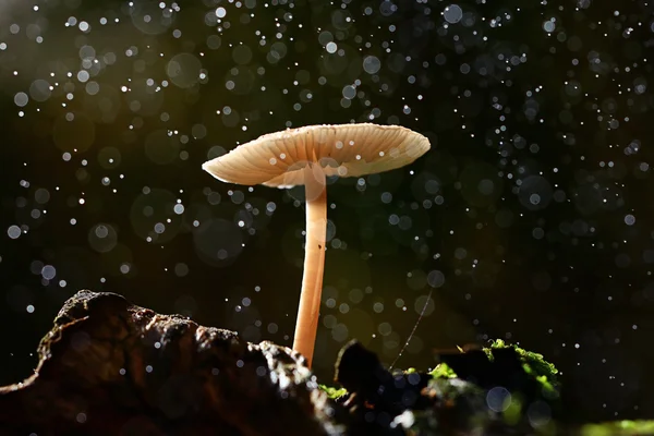 小的有毒蘑菇 — 图库照片