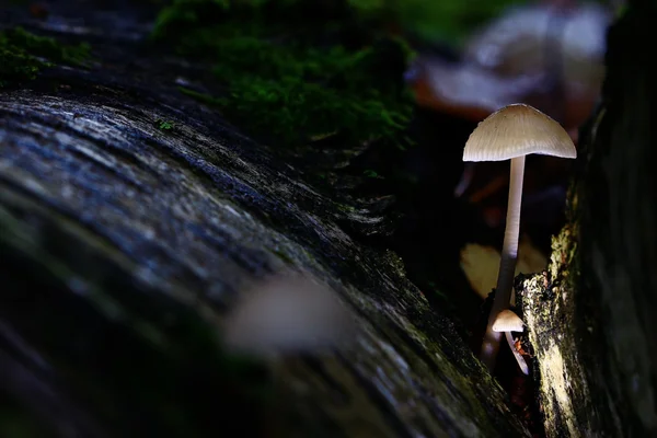 Malé jedovaté houby — Stock fotografie
