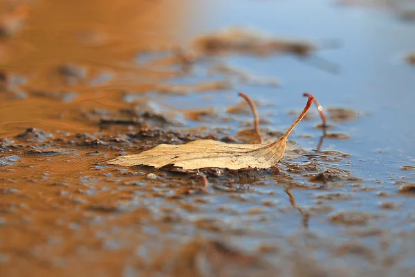 Gelbe Herbstblätter — Stockfoto