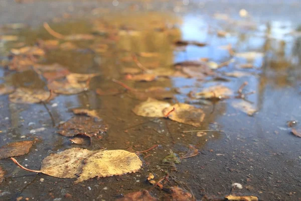 Gelbe Herbstblätter — Stockfoto