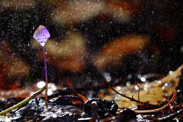 Small poisonous mushroom — Stock Photo, Image