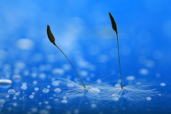 Dandelion seeds on wet surface — Stock Photo, Image