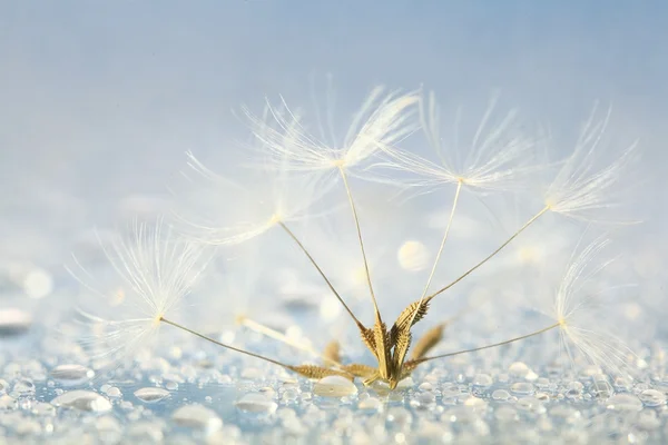 Fluffy dandelion seeds — Stock Photo, Image