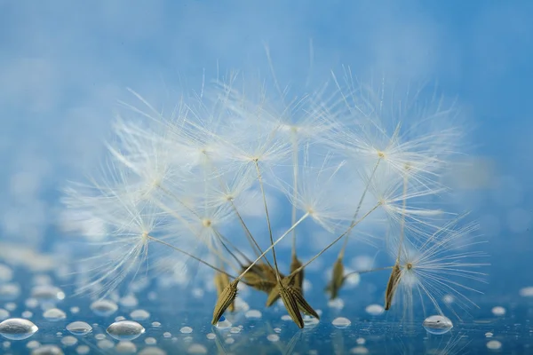 Fluffy dandelion seeds — Stock Photo, Image