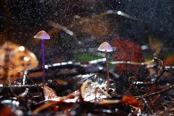 Невеликий отруйний гриб — стокове фото