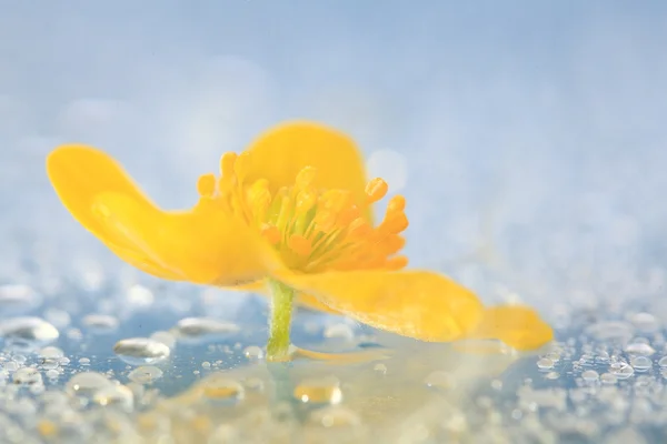 Дикий желтый цветок — стоковое фото