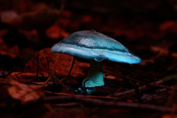 Невеликий отруйний гриб — стокове фото