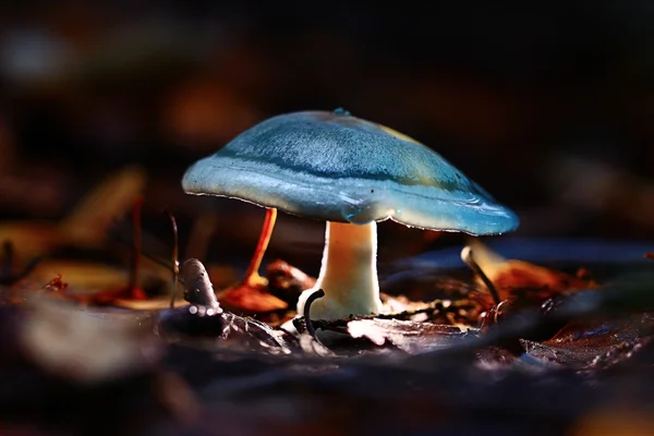 Малый ядовитый гриб — стоковое фото