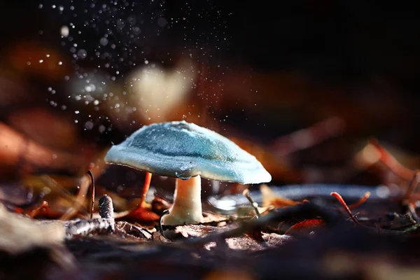 Small poisonous mushroom — Stock Photo, Image