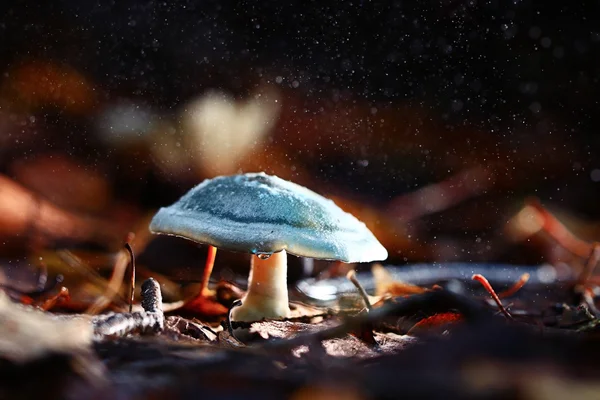 Small poisonous mushroom — Stock Photo, Image