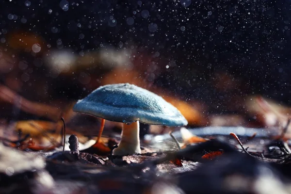 Small poisonous mushroom — Stock Photo, Image