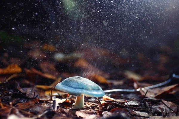 작은 유독한 버섯 — 스톡 사진