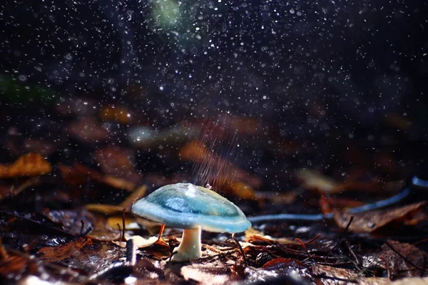 Küçük Zehirli mantar — Stok fotoğraf