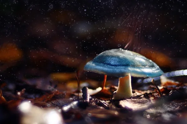 Small poisonous mushroom — Stock Photo, Image