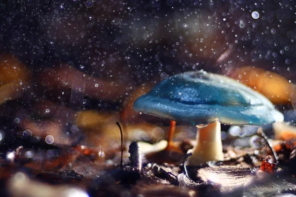 Small poisonous mushroom — Stock Photo, Image