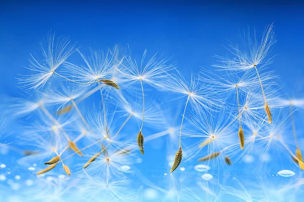 Semillas de diente de león macro — Foto de Stock