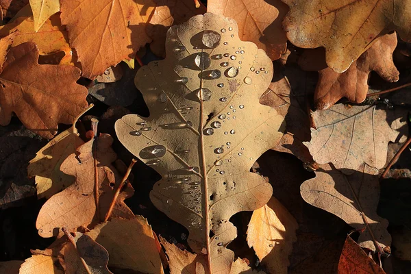 Hojas amarillas de otoño — Foto de Stock