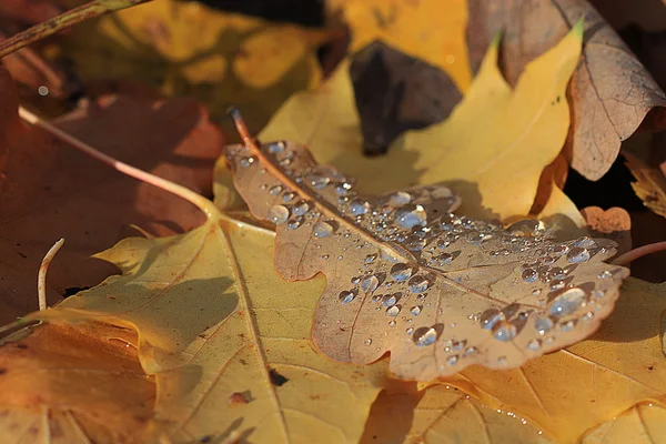 Yellow autumn leaves — Stock Photo, Image