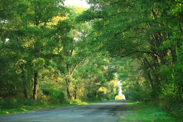 Summer in the park — Stock Photo, Image