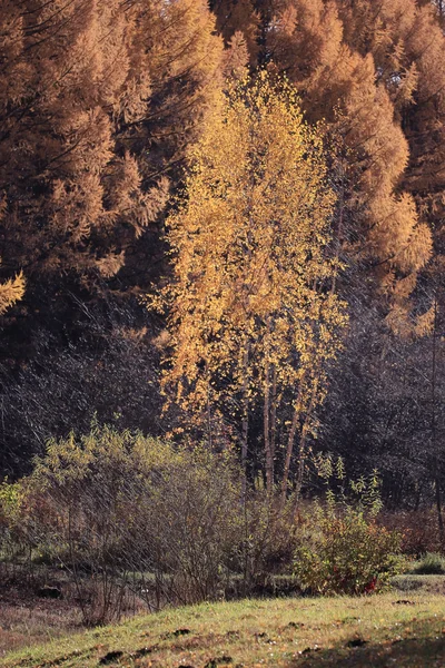 Otoño paisaje en un parque de la ciudad — Foto de Stock