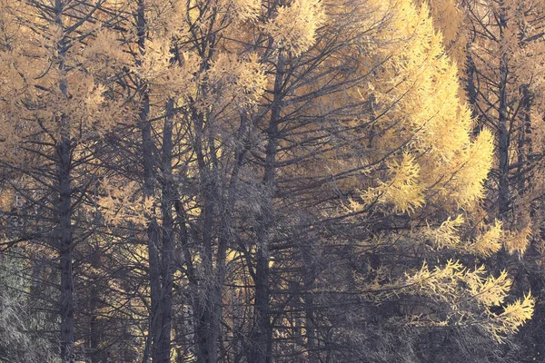 Leaf fall in autumn park — Stock Photo, Image