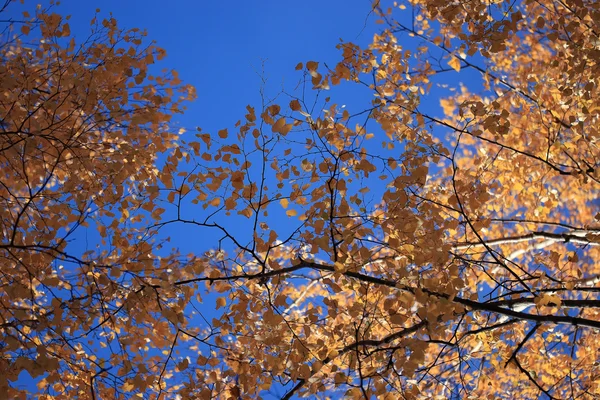 Stromy mezi modrá obloha — Stock fotografie
