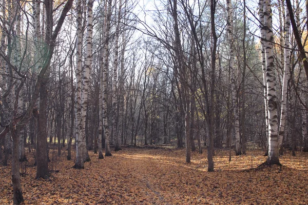 Caduta delle foglie nel parco autunnale — Foto Stock