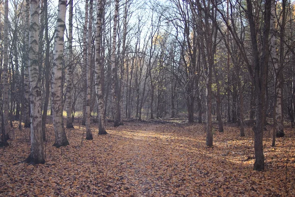 Caída de hojas en el parque de otoño —  Fotos de Stock