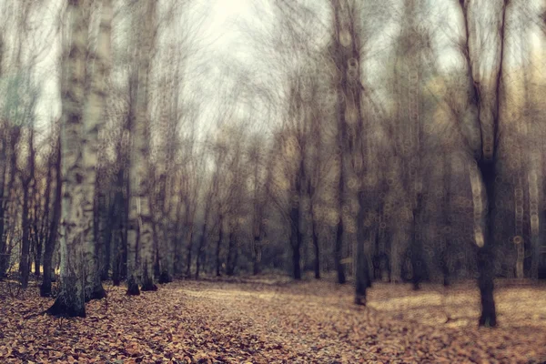 模糊背景秋叶 — 图库照片