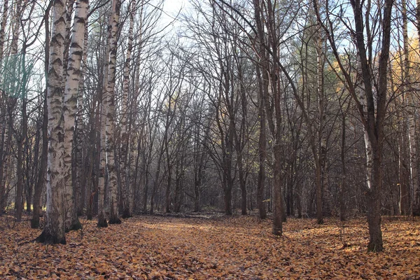 Paysage dans un parc urbain — Photo