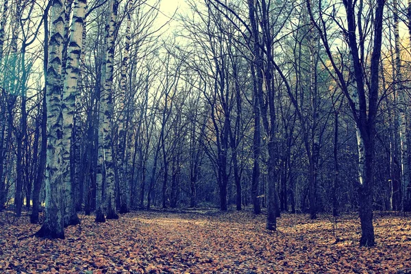 Chute des feuilles dans le parc d'automne — Photo