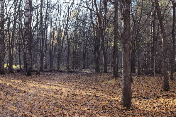 Höst park landskap — Stockfoto