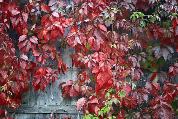 装飾的なブドウを紅葉します。 — ストック写真