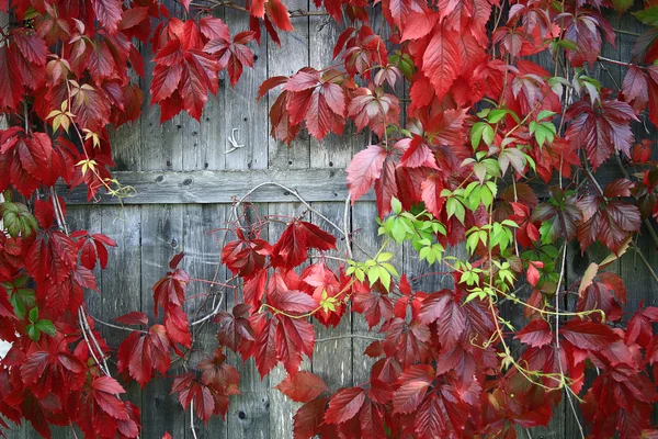 装飾的なブドウを紅葉します。 — ストック写真