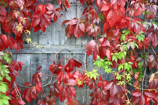 Kırmızı yaprakları dekoratif üzüm — Stok fotoğraf