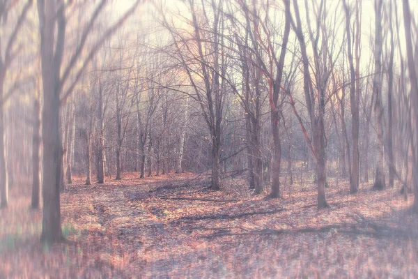 Mattina nella foresta autunnale — Foto Stock