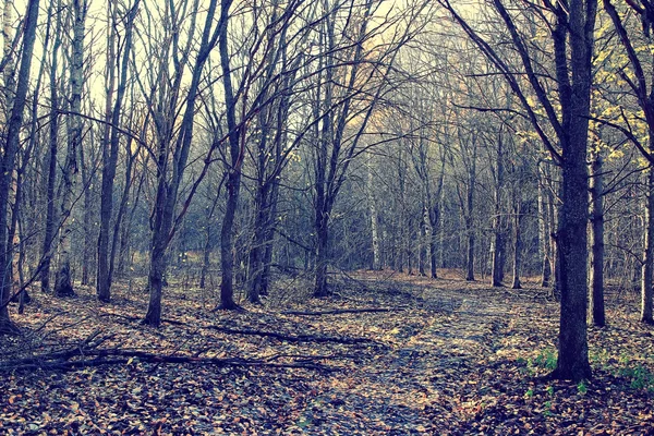Mañana en el bosque de otoño —  Fotos de Stock