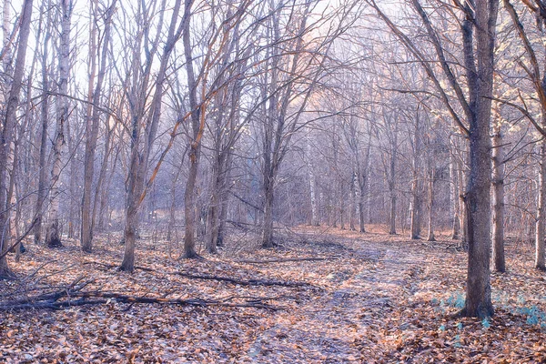 Sonbahar ormanında sabah — Stok fotoğraf