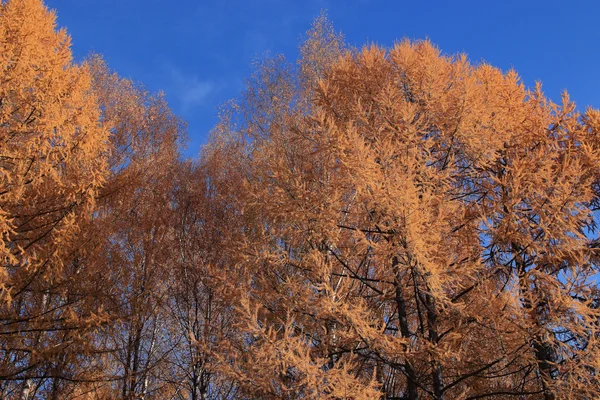 Yellow trees among blue sky — Stock Photo, Image