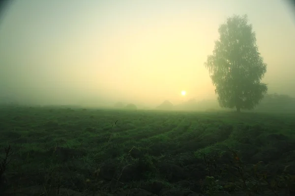 Nevoeiro na aldeia — Fotografia de Stock