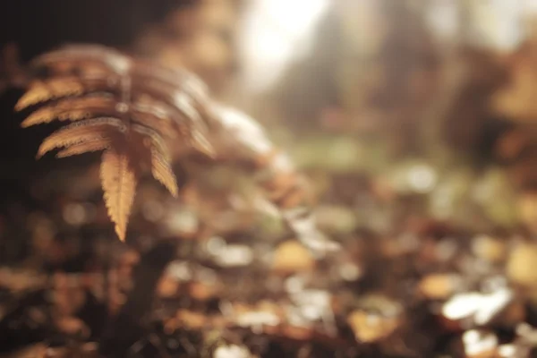 Verschwommener Hintergrund Herbstblätter — Stockfoto