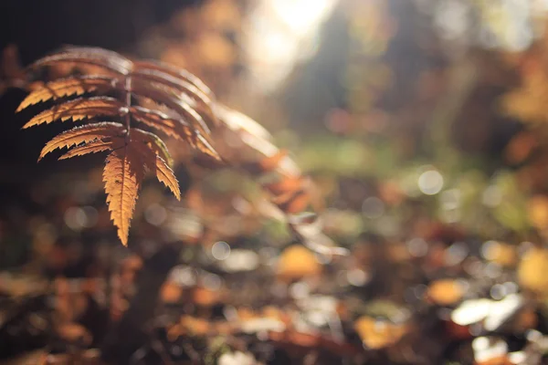 Background texture of yellow leaves — Stock Photo, Image