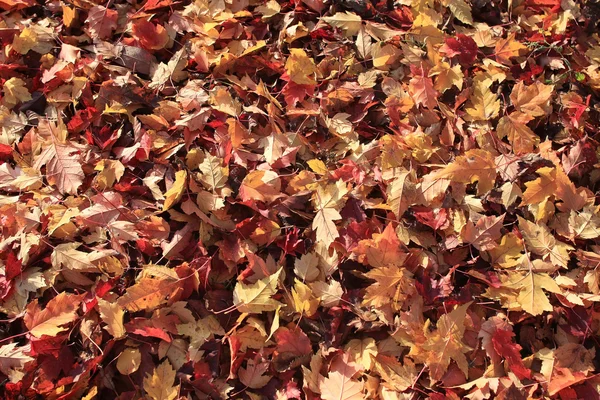 Bakgrundsstruktur av gula blad — Stockfoto